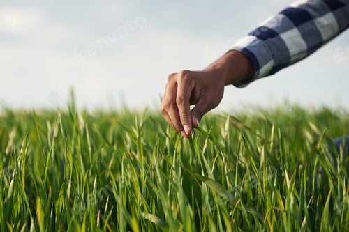 Preview: Close up view. Man's hand touching the grass on the agricultural field