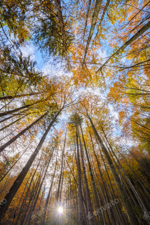 Preview: Look up in the autumn forest