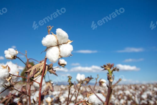 Preview: Cotton field (Turkey / Izmir). Agriculture concept photo.