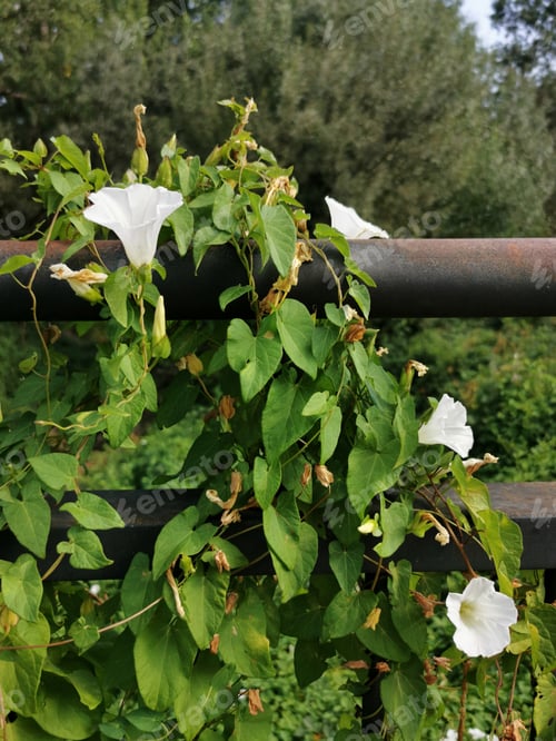 Preview: Vertical closeup of hedge bindweed, Calystegia sepium. Guadalix de la Sierra, Spain.