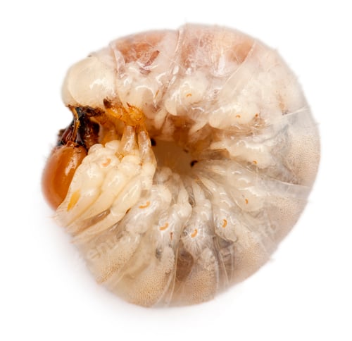 Preview: Larvae of Beetle, against white background