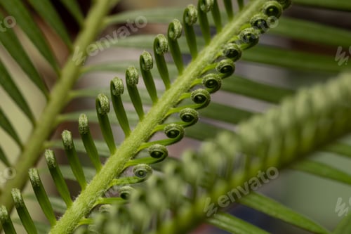 Preview: close-up of cycad leaves in the background