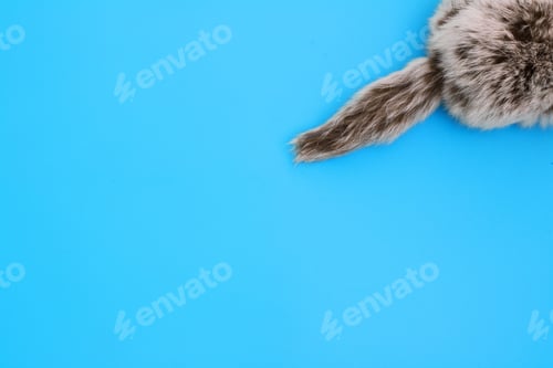Preview: Fluffy tail. Fur tail of the animal close-up on a blue background. Natural fur.