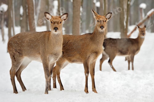 Preview: Deer in winter time