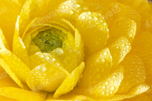 Preview: Tender yellow flower
