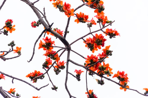 Preview: Bombax ceiba flower on the tree