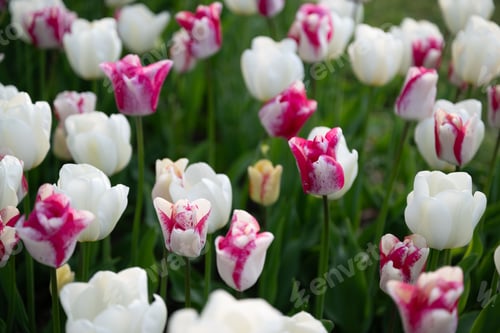 Preview: White and pink tulips in bloom