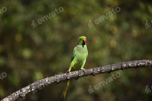 Preview: Green parrot perched on a tree branch