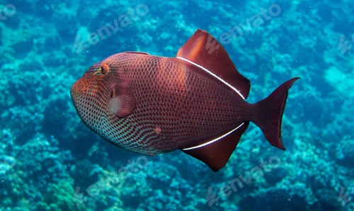 Preview: Amazing underwater world, Underwater world scene.