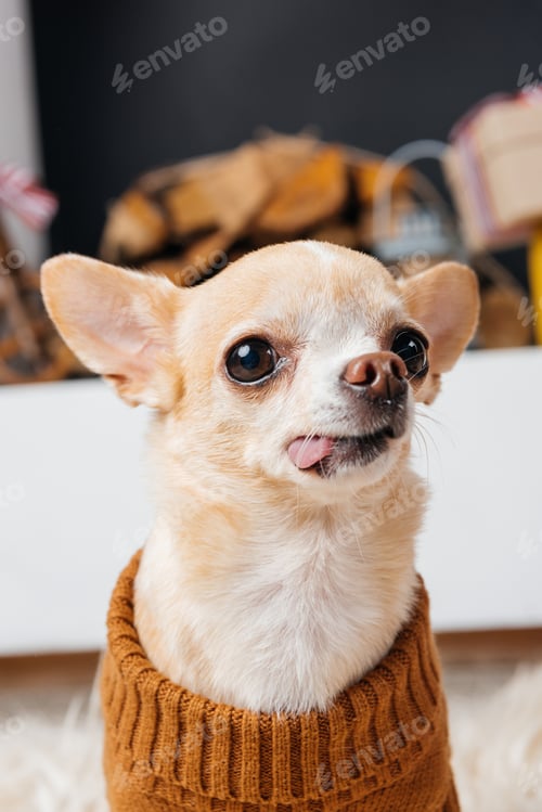 Preview: close up view of little chihuahua dog sticking tongue out in room