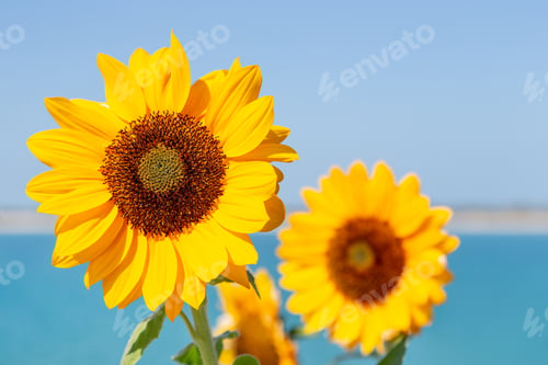 Preview: Perfect sunflowers blooming outside