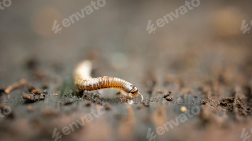Preview: Selective focus shot of Creeping Millipede (Myriapoda) on blurry surface.