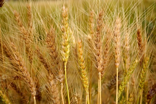 Preview: Wheat field. Ears of golden wheat close up.