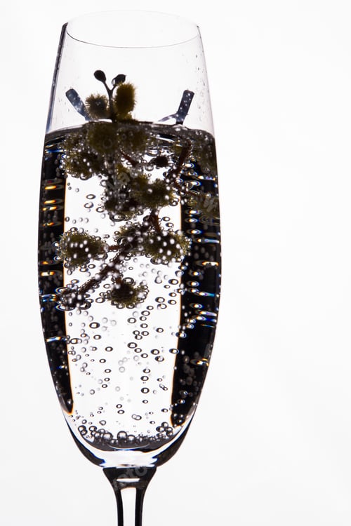 Preview: Close up glass of white champgne with a herb and bubbles.