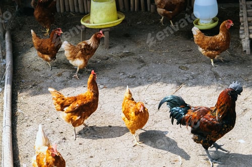 Preview: farm animals, Chickens on traditional free range poultry farm