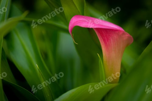 Preview: Pink Calla lily