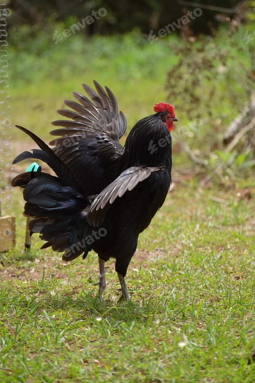 Preview: Black rooster with a striking red head struts through a lush field of grass