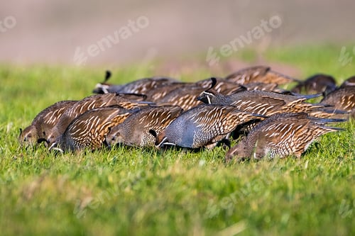 Preview: Flock of California Quail
