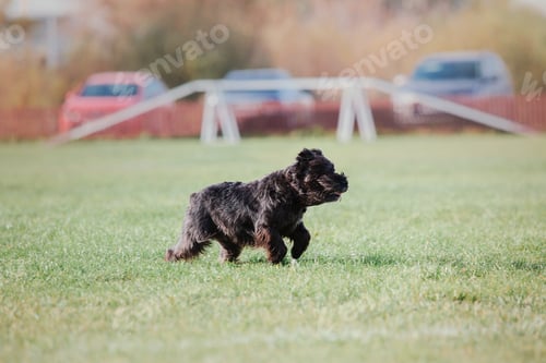 Preview: Dog catching flying disk in jump, pet playing outdoors in a park. sporting event, achievement in spo
