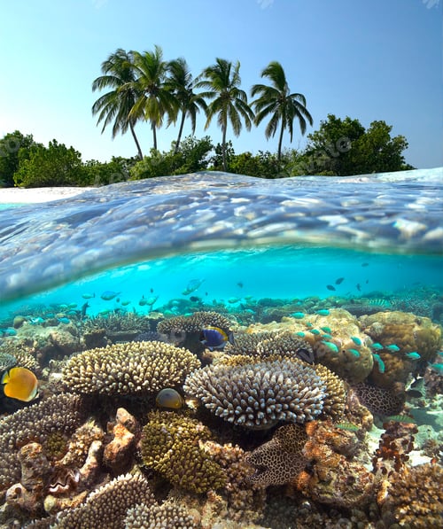 Preview: Coral Reef - The Maldives