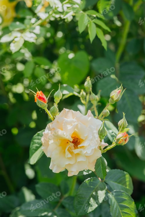 Preview: Yellow rose in bloom surrounded by lush green leaves and buds