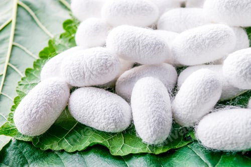 Preview: white silk cocoon, silky, fiber