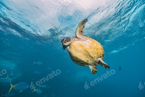Preview: green turtle in the great barrier reef