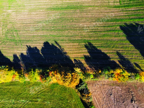 Preview: Autumn trees on a field