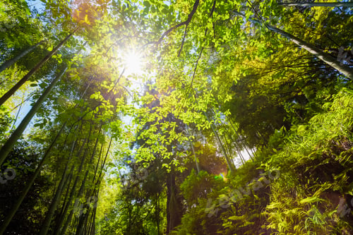 Preview: Spring Sun Shining Through Canopy Of Tall Trees Bamboo Woods. Su