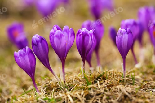 Preview: View of blooming spring flowers crocus growing in wildlife