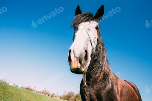 Preview: Close Up Of Funny Portrait On Wide Angle Lens Of Horse On Blue S