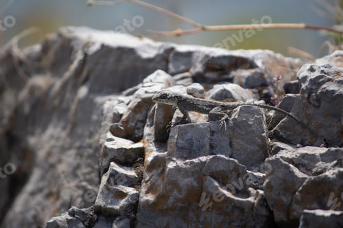 Preview: Lizard basking on rocky terrain.