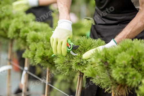 Preview: Pruning ornamental trees