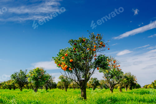 Preview: Fantastic views of the beautiful tree species in Italy. Sicily