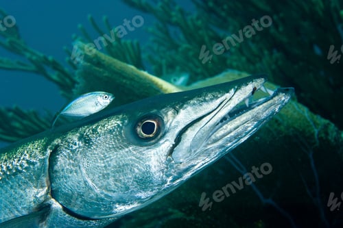 Preview: Barracuda glides through coral reefs with a small fish in company