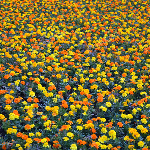 Preview: Lots of beautiful flowers in the garden. Mexican, Aztec or African marigold. Tagetes erecta