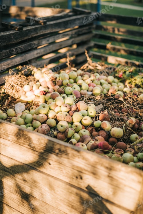 Preview: Apples on a compost heap