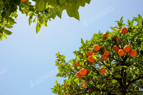 Preview: Bright green orange trees with fruits against blue sky on sunny day, view from below