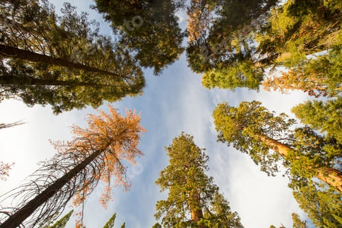 Preview: Sequoia National Park USA