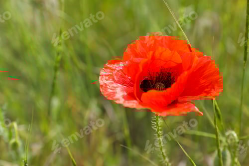 Preview: Beautiful red poppy flower growing in field, closeup