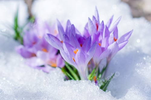 Vista previa: hermosas flores de primavera, azafranes, primavera, brotan de debajo de la nieve