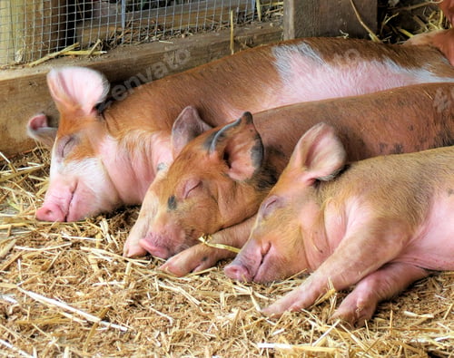 Preview: Sleeping Piglets