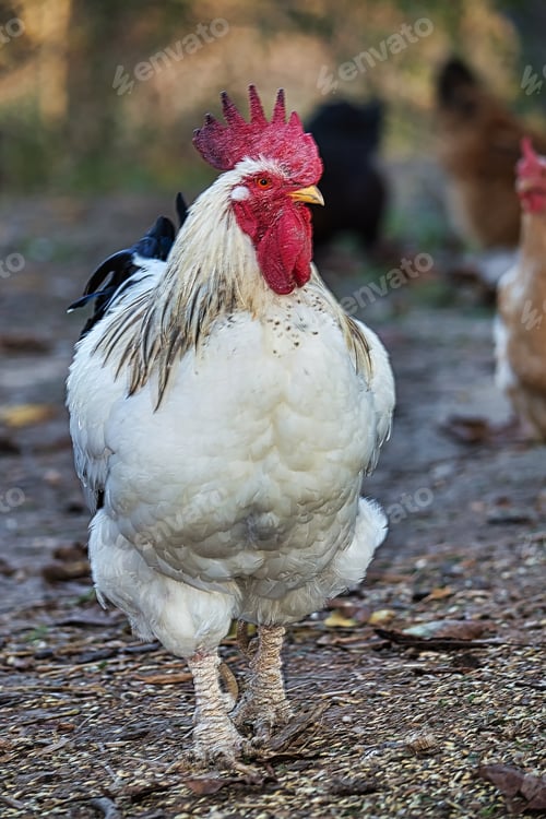 Preview: White Rooster. Portrait. There are chickens in the background.