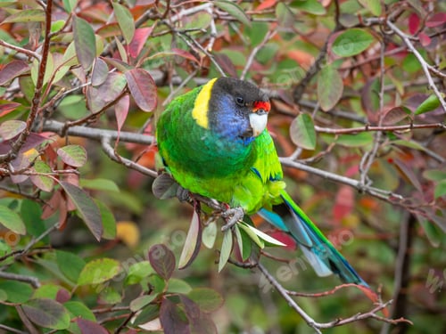 Preview: Australian Ringneck or Twenty-eight Parrot
