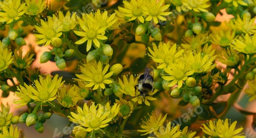 Preview: Closeup shot of blooming yellow flowers and a bumblebee buzzing around