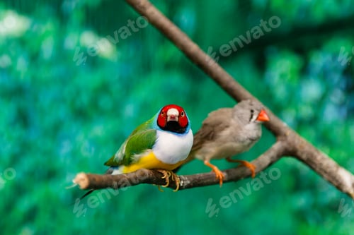 Preview: Beautiful birds Guldova Amadina (Erythrura gouldiae) sitting on a branch