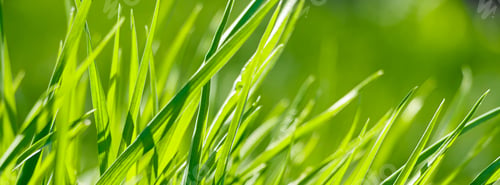 Preview: Young green fresh grass in spring. Greenery in the sun. Abstract natural background.