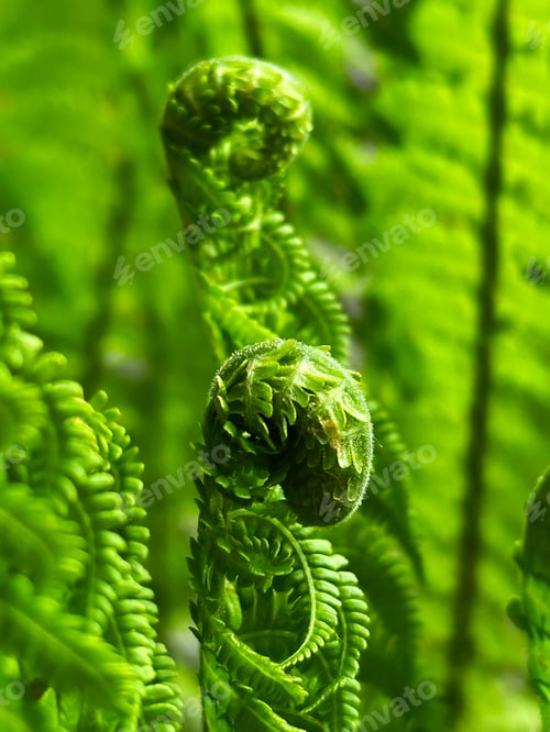 Preview: Close Up Of Dark Green Topical Fern Leaves Night Light Natural Forest Plant Textured Background
