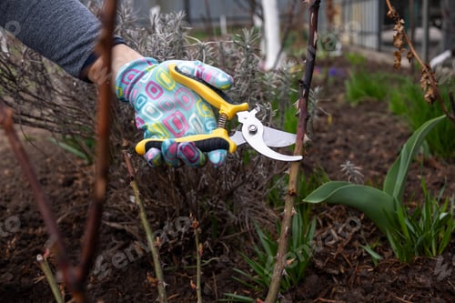 Preview: Hand in glove pruning rose bush with yellow secateurs
