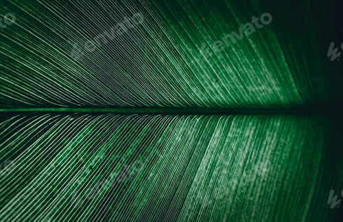 Preview: Close up surface of palm leaf in dark tone, green leaf background texture concept